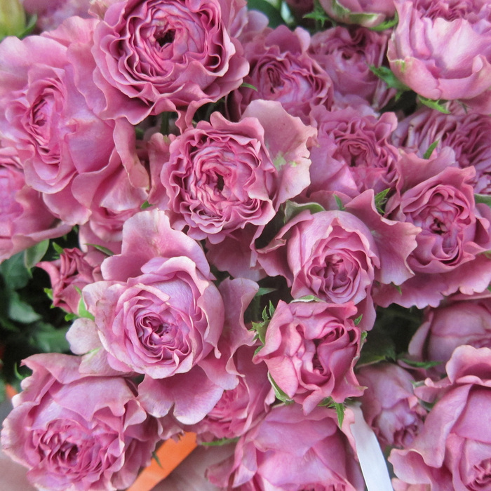 Spray Roses: Value for Money